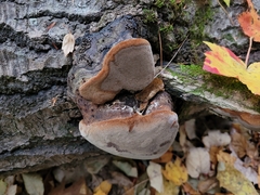 Phellinus tremulae