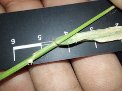 Dactyloctenium aegyptium