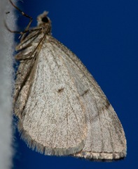 Thera juniperata