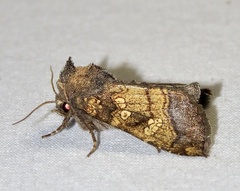 Papaipema cataphracta