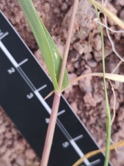 Muhlenbergia microsperma