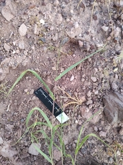Muhlenbergia microsperma