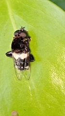 Helophilus cingulatus