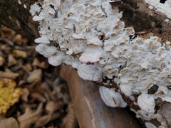 Trichaptum subchartaceum