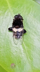 Helophilus cingulatus