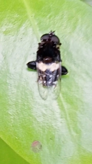 Helophilus cingulatus