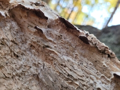 Trichaptum subchartaceum