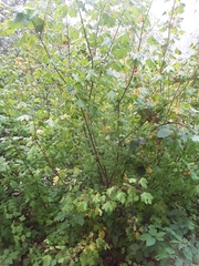 Acer circinatum