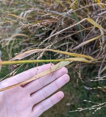 Panicum virgatum