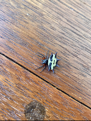 Gasteracantha fasciata