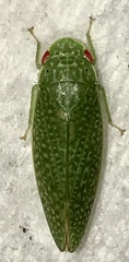 Rugosana querci