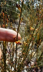 Daviesia leptophylla