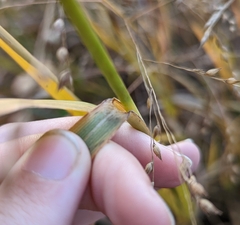 Panicum virgatum