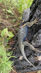 Sceloporus torquatus