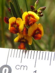 Daviesia leptophylla