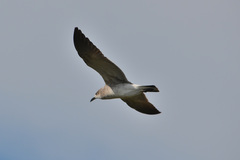 Leucophaeus atricilla