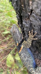 Sceloporus torquatus