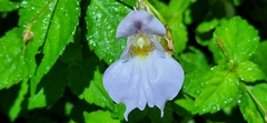 Impatiens uniflora