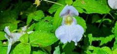Impatiens uniflora