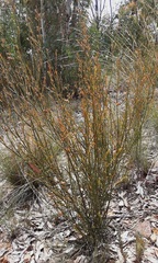 Daviesia leptophylla