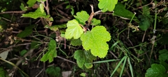 Rubus formosensis