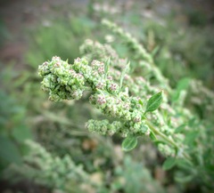 Chenopodium atrovirens