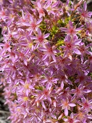 Calytrix