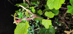 Rubus formosensis