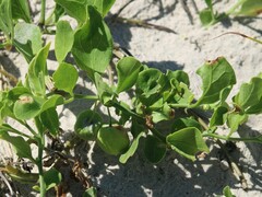 Physalis cinerascens spathulifolia