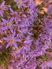 Calytrix