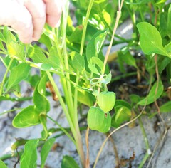Physalis cinerascens spathulifolia