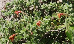 Oenothera drummondii