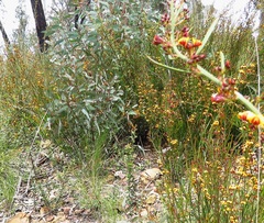 Daviesia leptophylla