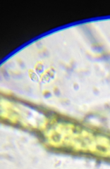 Codosiga