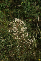 Erigeron acris