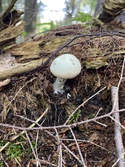 Amanita lavendula