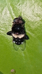 Helophilus cingulatus