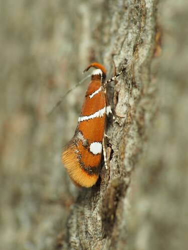 Photo of Suzuki's Promalactis Moth (Promalactis suzukiella)