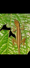 Anolis limifrons