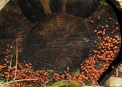 Dacrymyces