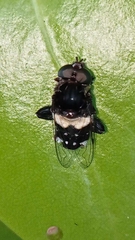 Helophilus cingulatus