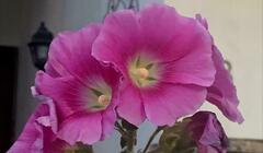 Alcea