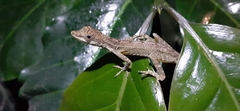 Anolis limifrons