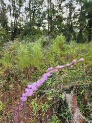 Liatris tenuifolia