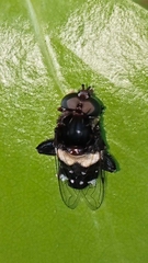 Helophilus cingulatus