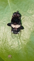 Helophilus cingulatus