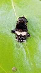 Helophilus cingulatus