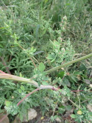Chenopodium atrovirens
