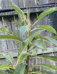 Plumeria obtusa