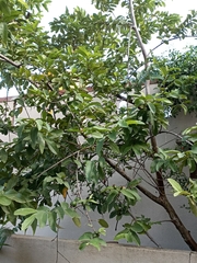 Psidium